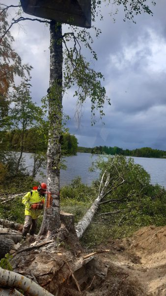 puunkaato etelä-savo (1)